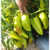 Étkezési paprika