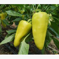Étkezési paprika