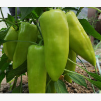 Étkezési paprika