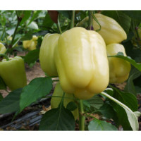Étkezési paprika