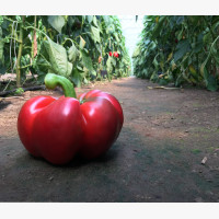 Étkezési paprika