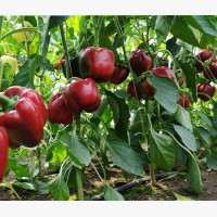 Étkezési paprika