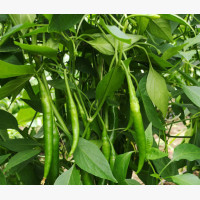 Étkezési paprika