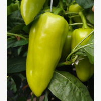 Étkezési paprika