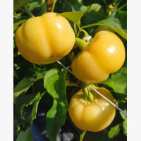 Étkezési paprika