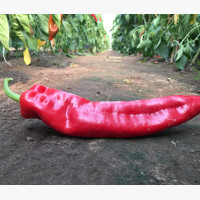 Étkezési paprika
