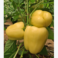 Étkezési paprika