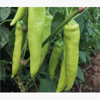 Étkezési paprika