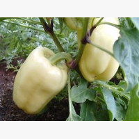 Étkezési paprika
