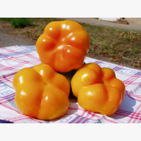 Étkezési paprika