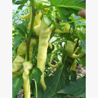 Étkezési paprika