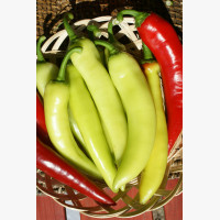 Étkezési paprika