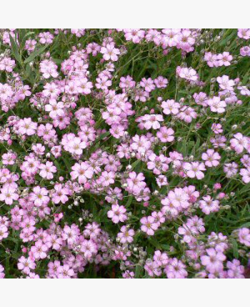 Egynyári fátyolvirág: -rózsaszín
