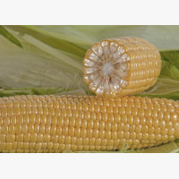 Csemegekukorica