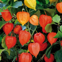 Lampionvirág: -piros (Physalis franchetii)