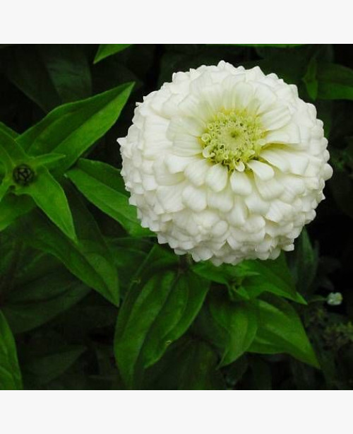 Pompás rézvirág: fehér