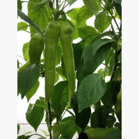 Étkezési paprika