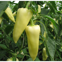 Étkezési paprika