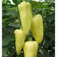 Étkezési paprika