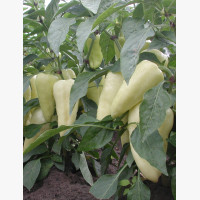 Étkezési paprika