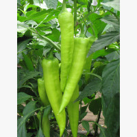 Étkezési paprika