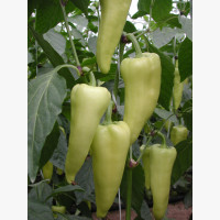 Étkezési paprika