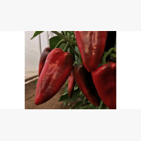 Étkezési paprika