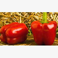 Étkezési paprika