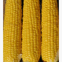 Csemegekukorica