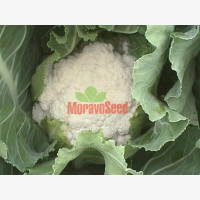 Karfiol