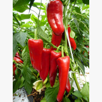 Étkezési paprika