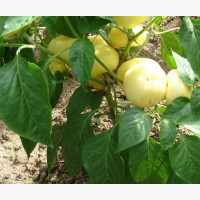 Étkezési paprika