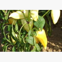 Étkezési paprika
