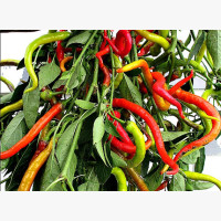Pfefferoni paprika