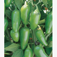 Étkezési paprika