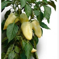 Étkezési paprika
