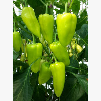 Étkezési paprika