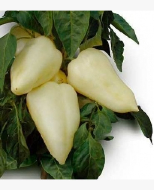 Étkezési paprika