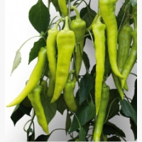 Étkezési paprika