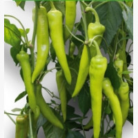 Étkezési paprika