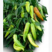 Étkezési paprika