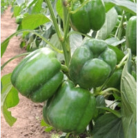Étkezési paprika