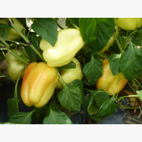Étkezési paprika
