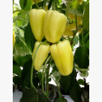 Étkezési paprika
