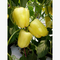 Étkezési paprika
