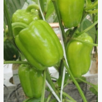 Étkezési paprika