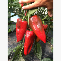 Étkezési paprika