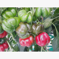 Étkezési paprika