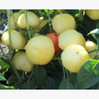 Étkezési paprika