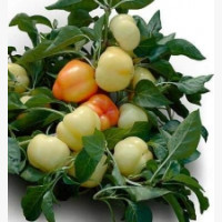 Étkezési paprika
